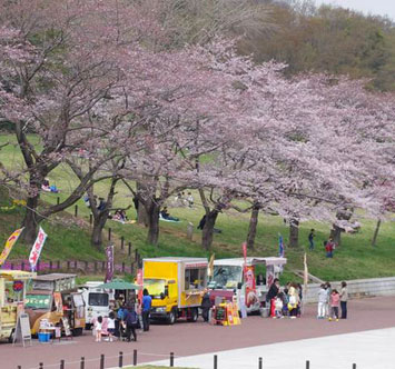 こどもの国 桜と羊のフェスティバルの画像