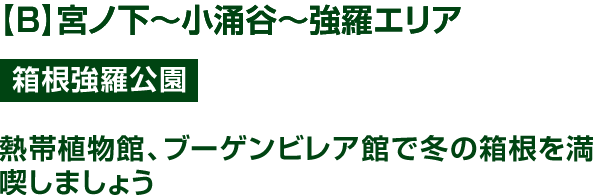 B】宮ノ下~小涌谷~強羅エリア 箱根強羅公園 熱帯植物館、ブーゲンビレア館で冬の箱根を満喫しましょう