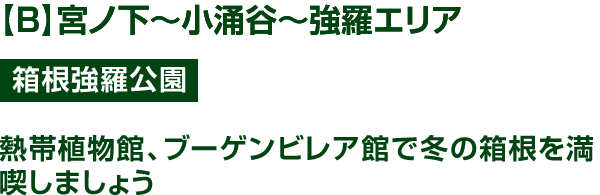 B】宮ノ下～小涌谷～強羅エリア 箱根強羅公園 熱帯植物館、ブーゲンビレア館で冬の箱根を満喫しましょう