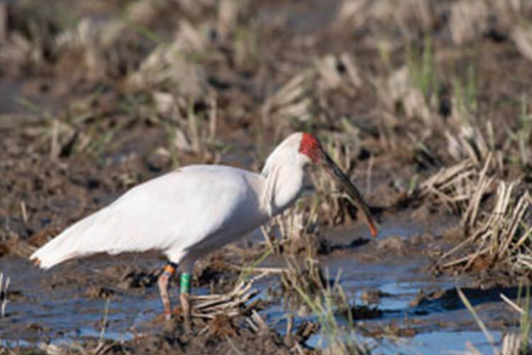 絶滅の危機にあるといわれている朱鷺（トキ）