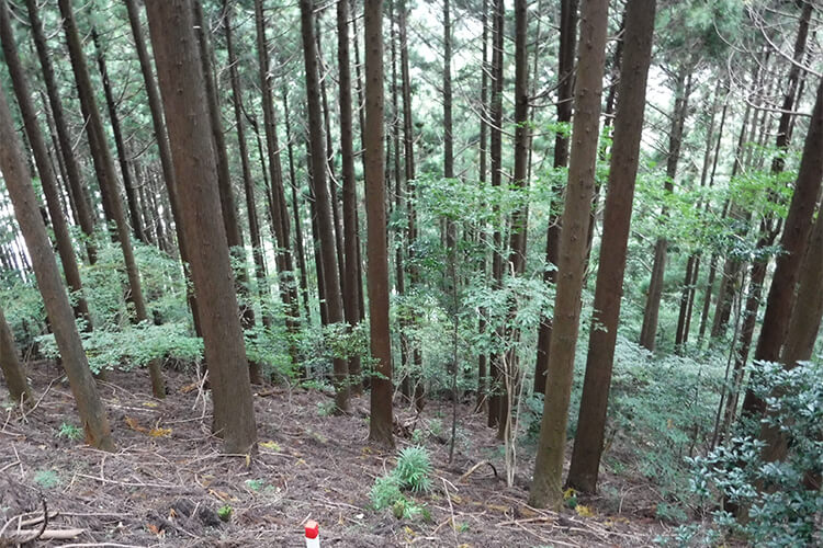 森林再生パートナー制度