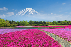 富士山及河口湖地圖　景點導覽