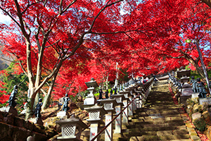 丹澤、大山地區景點導覽