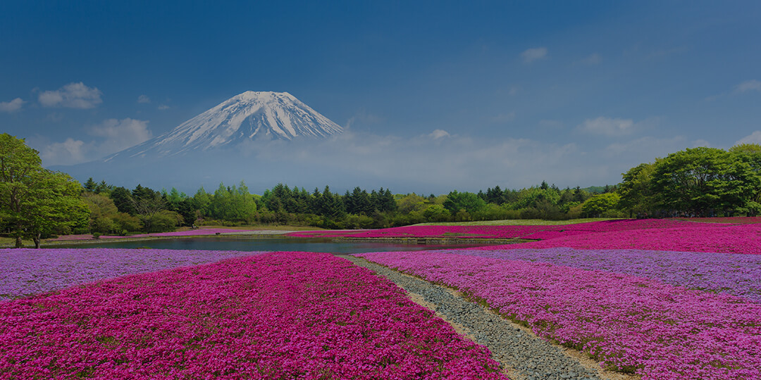 富士山及河口湖