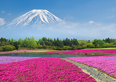 The Mount Fuji and Lake Kawaguchi Area