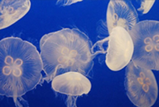 New Enoshima Aquarium