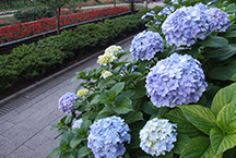 The Enoshima-Kamakura Freepass is valid for unlimited rides throughout the designated area.
