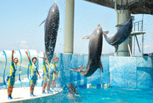 The Enoshima-Kamakura Freepass is valid for unlimited rides throughout the designated area.