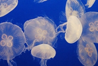 Enoshima Aquarium