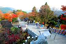 丹泽/大山周游券覆盖了广阔范围的交通网，观光、赏枫、徒步旅游都非常方便。