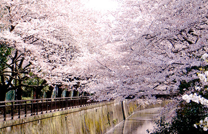 Senkawa River