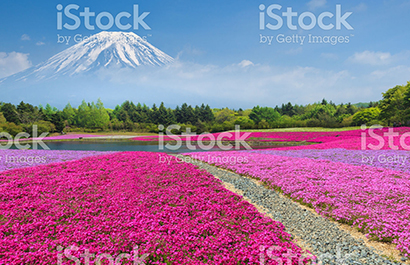 Fuji Shibazakura