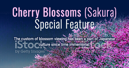 Cherry Blossoms (Sakura) Special Feature