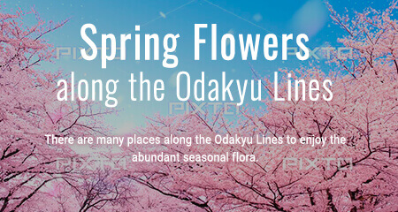 Spring Flowers along the Odakyu Lines