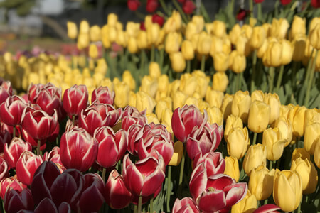 The Gems of Shonan (Enoshima Winter Tulips)