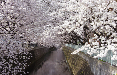 Rows of cherry trees by Asaogawa River