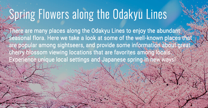 Spring Flowers along the Odakyu Lines
