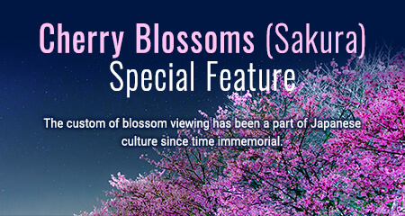 Cherry blossoms (sakura) feature