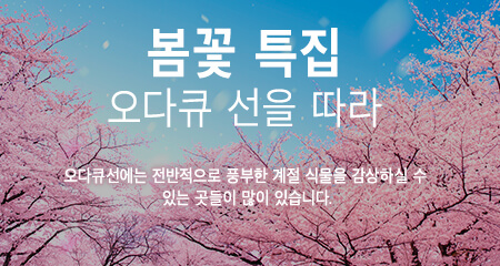 봄꽃 특집 오다큐 전철 주변