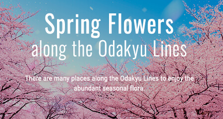 Spring Flowers along the Odakyu Lines