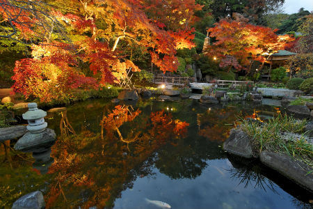 长谷寺 彩灯点亮红叶