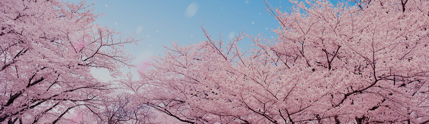 Spring Flowers along the Odakyu Lines