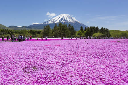 富士芝櫻節