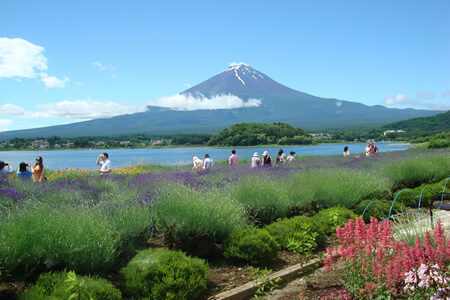 Lake Kawaguchi Herb Festival
