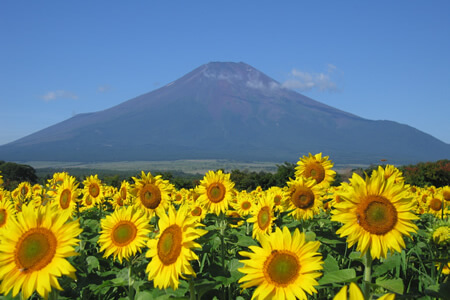 山中湖花之都公園夏季清風