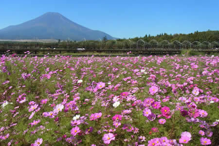 山中湖花之都公园的多彩之秋