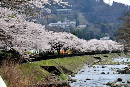 Cherry Blossoms