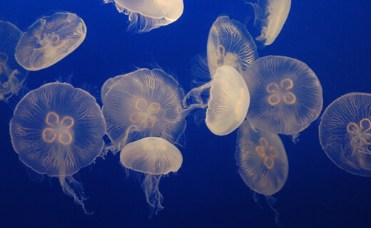 新江之島水族館