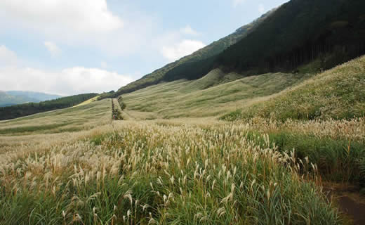 仙石原−芒草原野