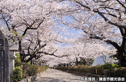 鹤冈八幡宫　段葛