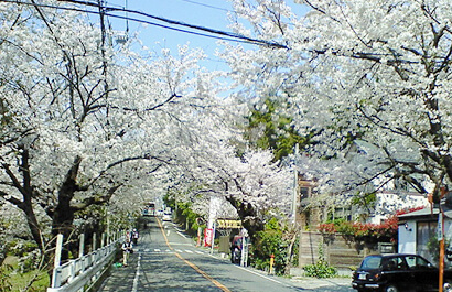 Rows of Cherry Blossom Trees in Kamakurayama