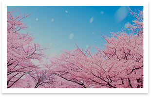 Spring Flowers along the Odakyu Lines