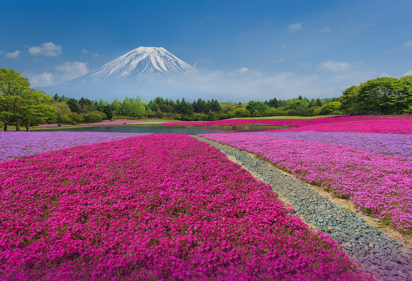 富士山和河口湖