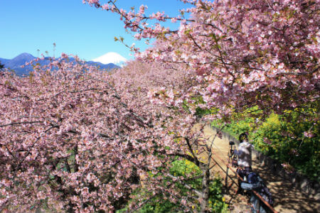 Matsuda Cherry Blossom Festival