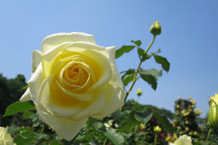 The Rose Garden at Ikuta Ryokuchi Park – Public Opening