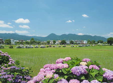 Kaisei Ajisai Matsuri (festival)