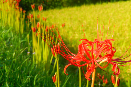 When the Equinox Flowers Are in Full Bloom