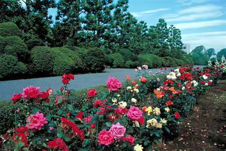 Guided Walk at Shinjuku Gyoen National Garden with Rose Gardeners