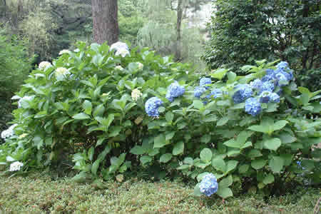 观赏紫阳花